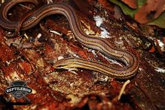 Blood Snake photo 4