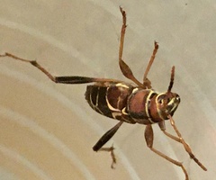 Neoclytus mucronatus