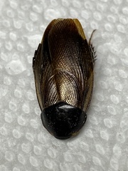 Pycnoscelus surinamensis