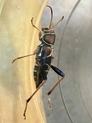 Neoclytus mucronatus