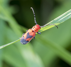 Tetraopes melanurus