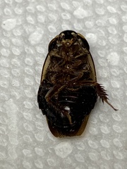 Pycnoscelus surinamensis