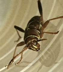 Neoclytus mucronatus