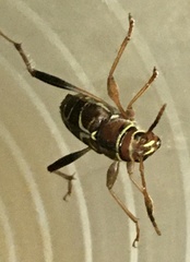 Neoclytus mucronatus