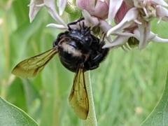 Xylocopa californica californica
