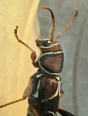 Neoclytus mucronatus