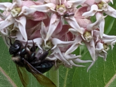Xylocopa californica californica