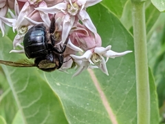 Xylocopa californica californica