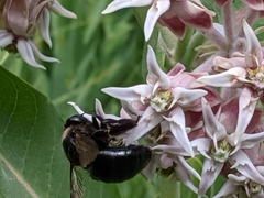 Xylocopa californica californica
