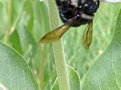 Xylocopa californica californica