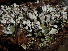 Cladonia pseudalcicornis