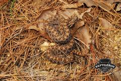 Crotalus intermedius