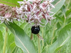 Xylocopa californica californica