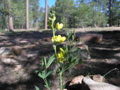 Thermopsis montana