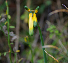 Phaedranassa viridiflora