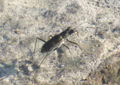 Ellipsoptera marginata