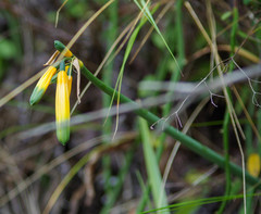 Phaedranassa viridiflora