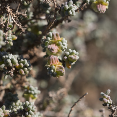 Maireana pyramidata