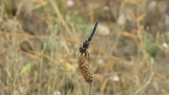 Selysiothemis nigra