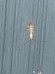 Ctenolepisma lineatum