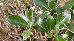 Brachyglottis elaeagnifolia