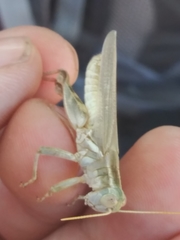 Melanoplus packardii