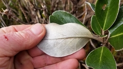 Brachyglottis elaeagnifolia