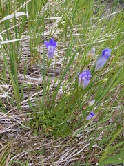 Gentianeae