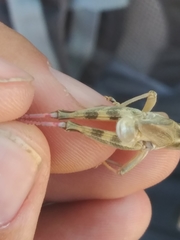 Melanoplus packardii