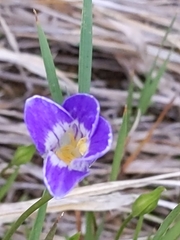 Gentianeae