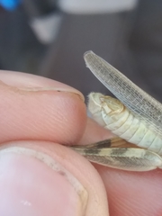 Melanoplus packardii