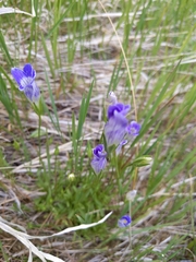 Gentianeae