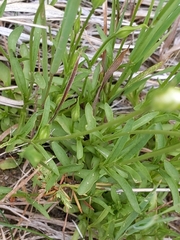 Gentianeae