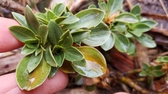 Gentianella impressinervia