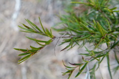 Melaleuca sieberi