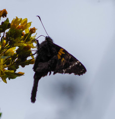 Chioides iverna