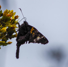 Chioides iverna