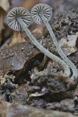 Entoloma dysthales