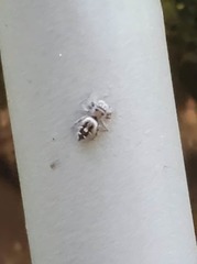 Phidippus carolinensis