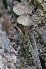 Entoloma dysthales