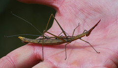 Microcoema acuminata