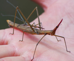 Microcoema acuminata