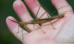 Microcoema acuminata