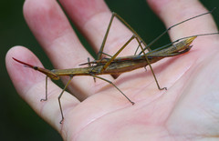 Microcoema acuminata