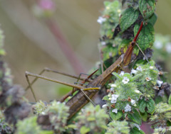 Microcoema acuminata