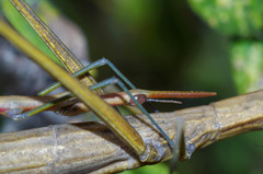Microcoema acuminata