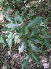 Cinnamomum philippinense
