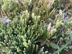 Diphasiastrum alpinum