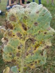 Alternaria brassicae