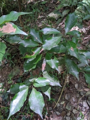 Cinnamomum philippinense